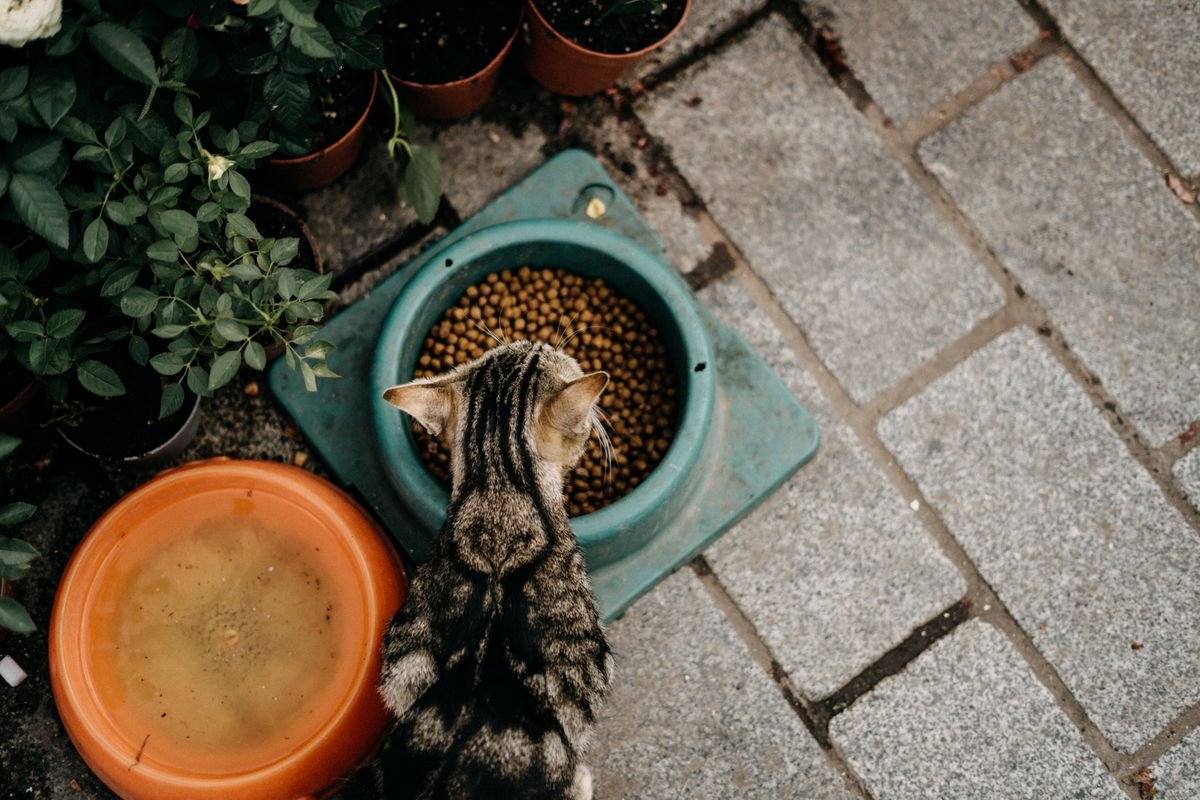 Pet food